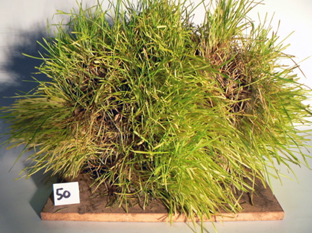 habitat-hut-suzanne-brewer-barr-gazetas-uk.jpg