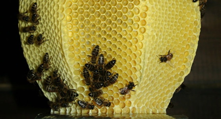 studio_libertiny_made_by_bees_honeycomb_vase_4_previewc.jpg