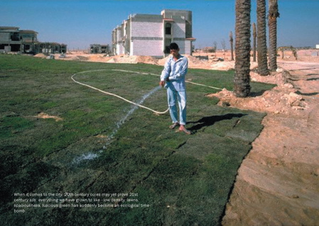 grass-in-desert.jpg
