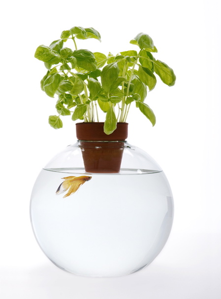 web-fishbowl-above-water.jpg