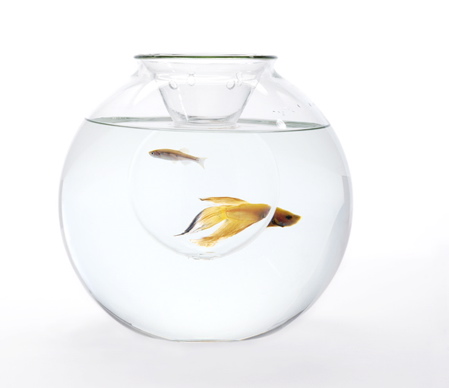 web-fishbowl-dear-neighbour.jpg