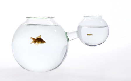 web-fishbowl-xs-or-xl.jpg