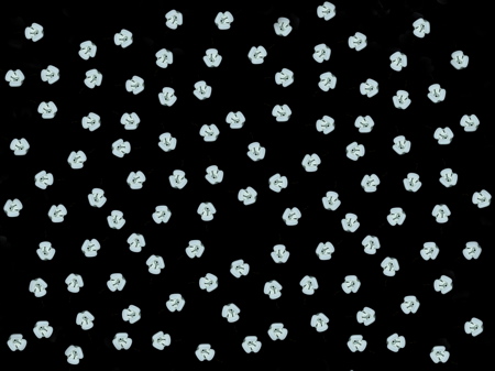 flowerbedplan.jpg