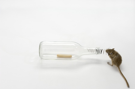 mouse-in-a-bottle-1-web.jpg