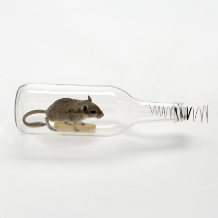 mouse-in-a-bottle_sq.jpg