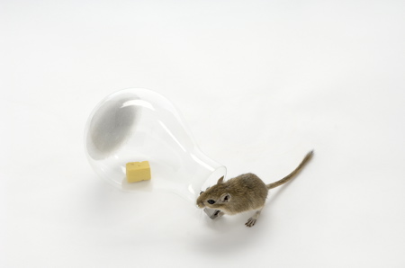 mouse-in-a-lightbulb-2-web.jpg