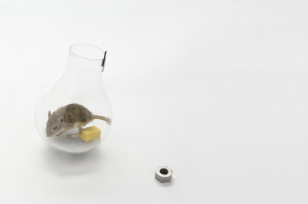mouse-in-a-lightbulb-4-web.jpg