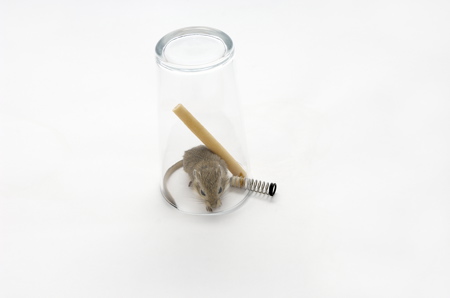 mouse-in-a-pint-2-web.jpg