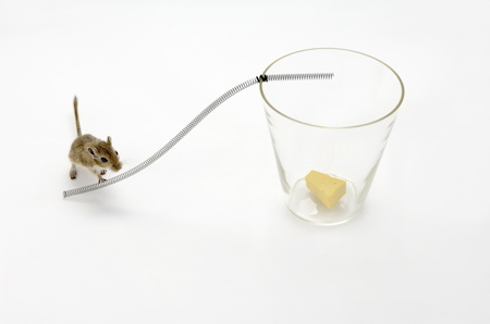 mouse-in-a-planting-pot-1.jpg