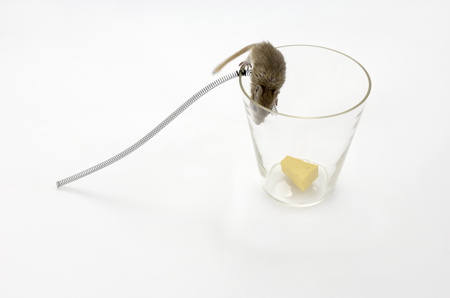 mouse-in-a-planting-pot-2.jpg