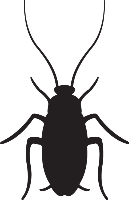 cockroach.jpg