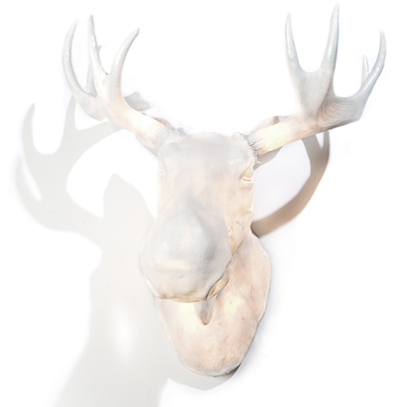 moo-white-background-max-re.jpg