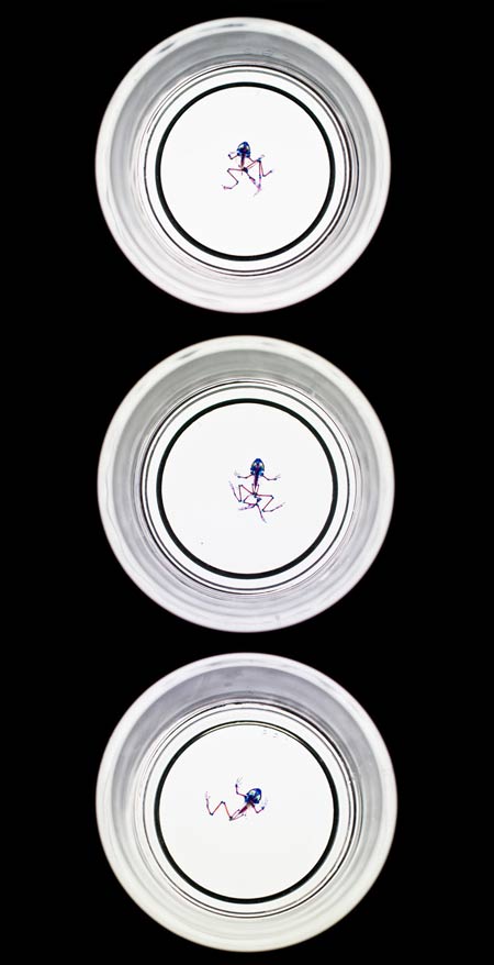 1-water-plate-total.jpg
