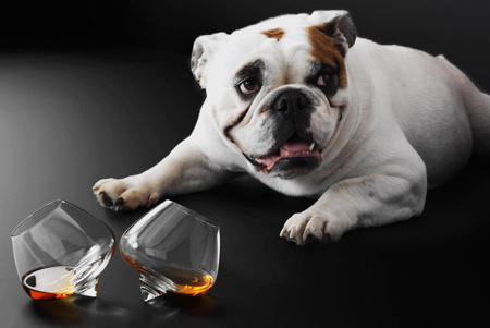 cognac-cognac-glass-and-dog-2.jpg