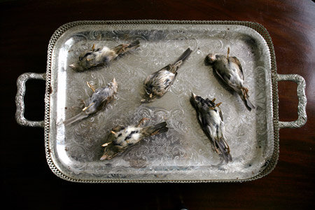 sparrowsbright.jpg