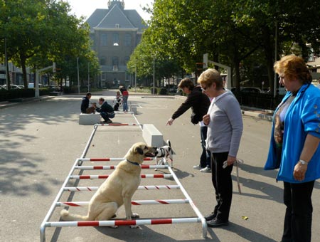 dogs-at-droog-citydog5-1.jpg