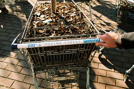 movingforest-6.jpg