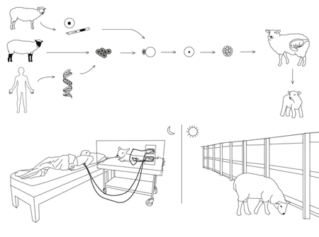 revital-cohen-dialysis-sheep_graph.gif