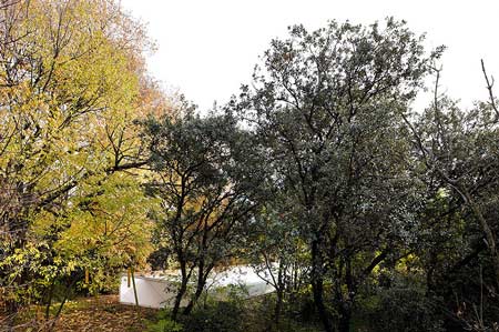 office-in-the-woods-by-selgascano-26.jpg