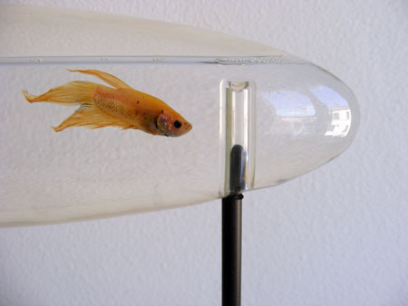 amauryaquarium.jpg