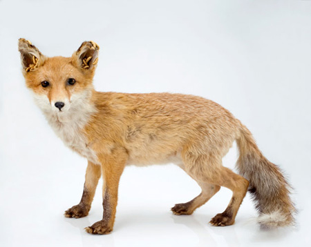 kelly_mccallum_fox.jpg