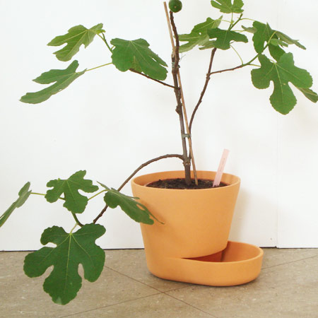 plant-pots_uli-budde2.jpg