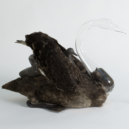 taxidermy-by-idiots-47.jpg