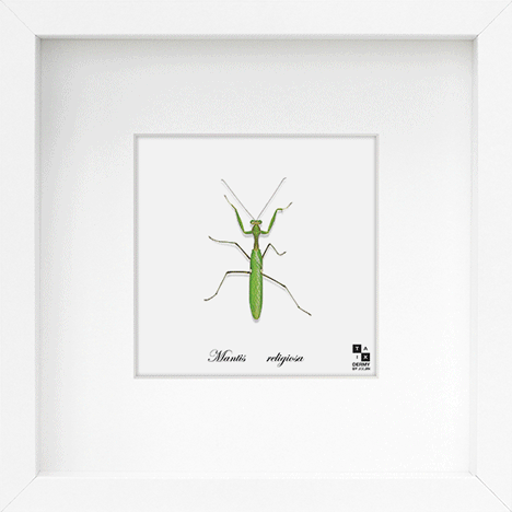 Taxi-Dermy Lenticular Prints by Joe Jin Taxi-Dermy Lenticular Prints by Joe Jin