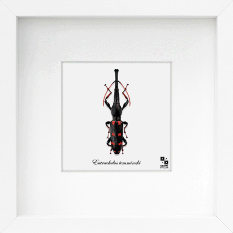 Taxi-Dermy Lenticular Prints by Joe Jin Taxi-Dermy Lenticular Prints by Joe Jin