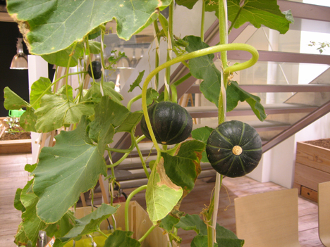 Pasona Urban Farm