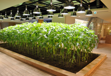 Pasona Urban Farm