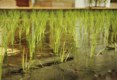 Pasona Urban Farm