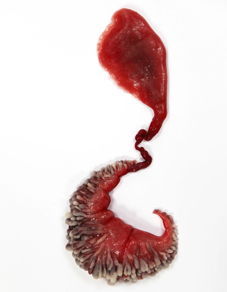 Circumventive Organs by Agatha Haines