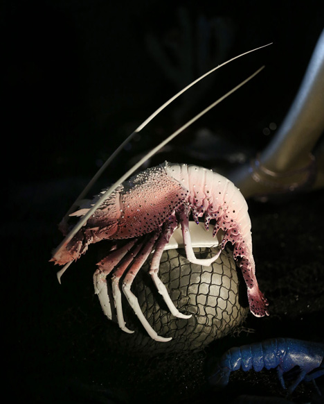 Isabella Blow Fashion Galore exhibition at Somerset House_dezeen_11