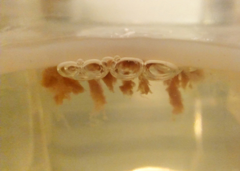 Surfaces that use hacked bacteria to detect dirt or clean themselves 