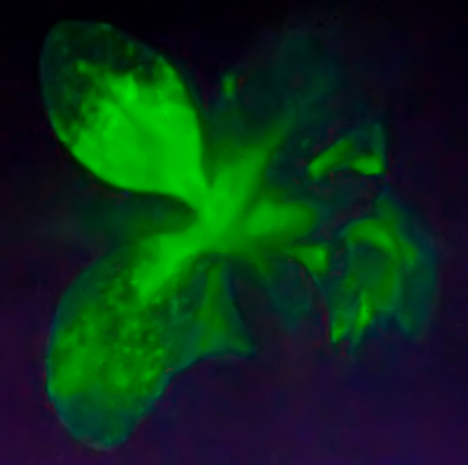 American firm genetically engineers world's first glow-in-the-dark plant