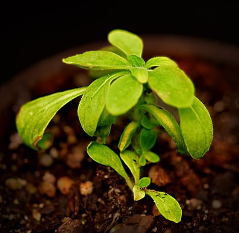 American firm genetically engineers world's first glow-in-the-dark plant
