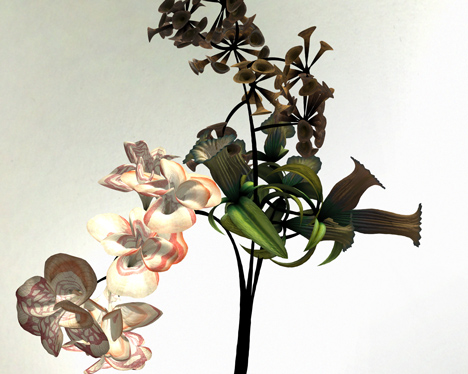 Digital flower animation by Daniel Brown based on exhibits at Dundee museum