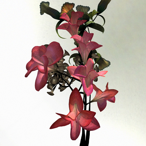 Digital flower animation by Daniel Brown based on exhibits at Dundee museum