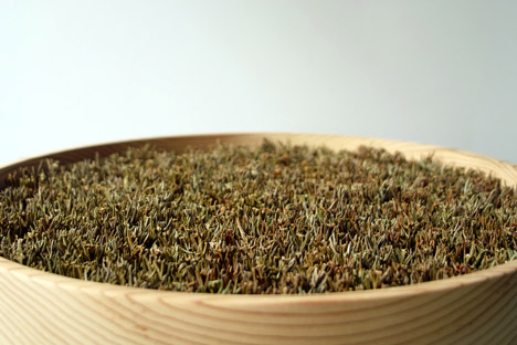 Coniferous Clock by Bril