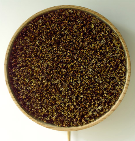 Coniferous Clock by Bril