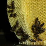 More on the bee vase