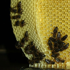 More on the bee vase