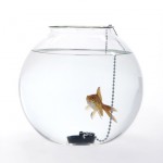 Fish Bowls by Roger Arquer