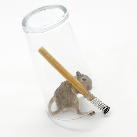 Non-lethal mousetraps by Roger Arquer