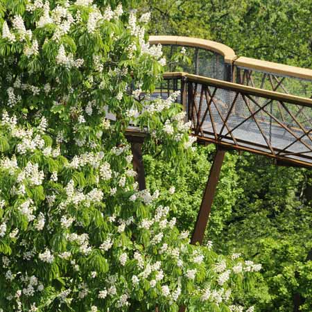 Kew Tree Top Walkway by Marks Barfield Architects