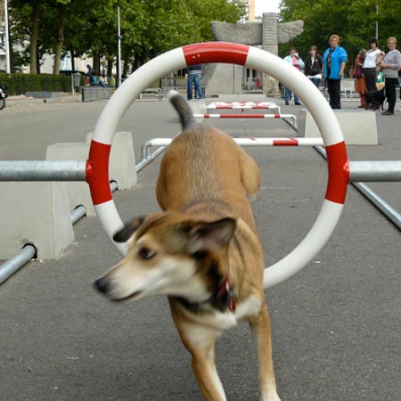 City Dog Adventure by Maartje Dros
