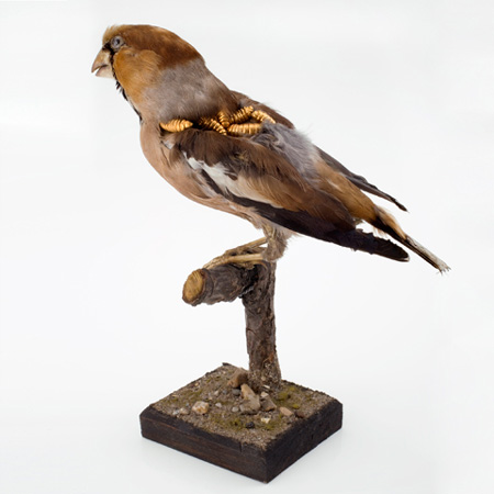 Recent work by Kelly McCallum