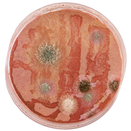 dzn_SYMBIOSIS_research_01 dzn_SYMBIOSIS_research_01