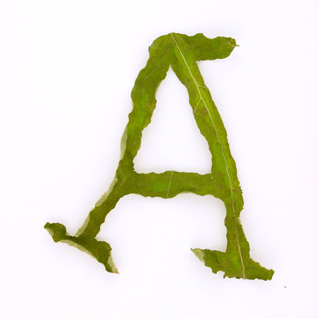 dzn_jelte_van_abbema_leaf_2jpg dzn_jelte_van_abbema_leaf_2jpg